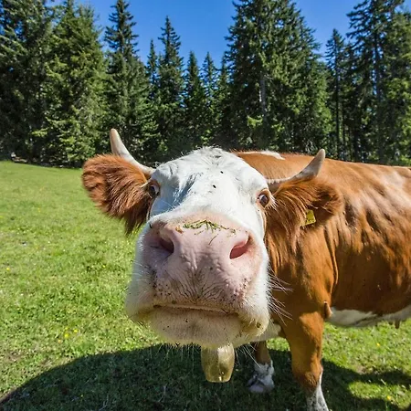 شقة آيغنبرغ أبارتمنتس *