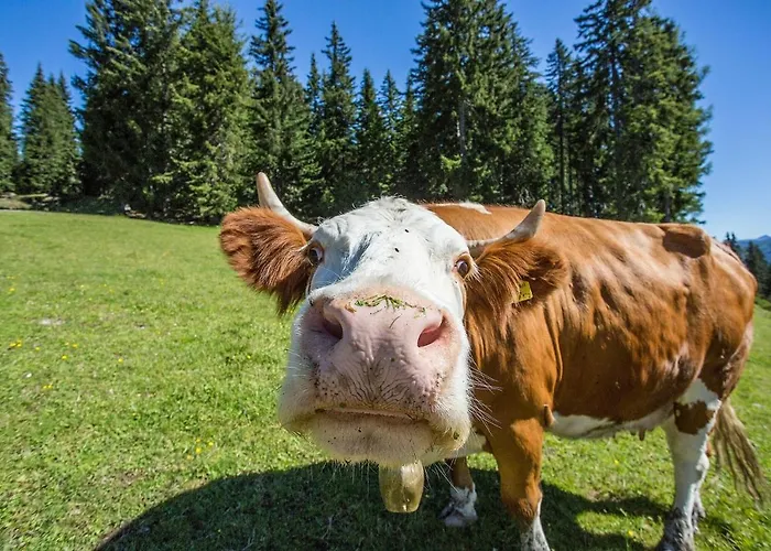 Lägenhet Aigenberg *